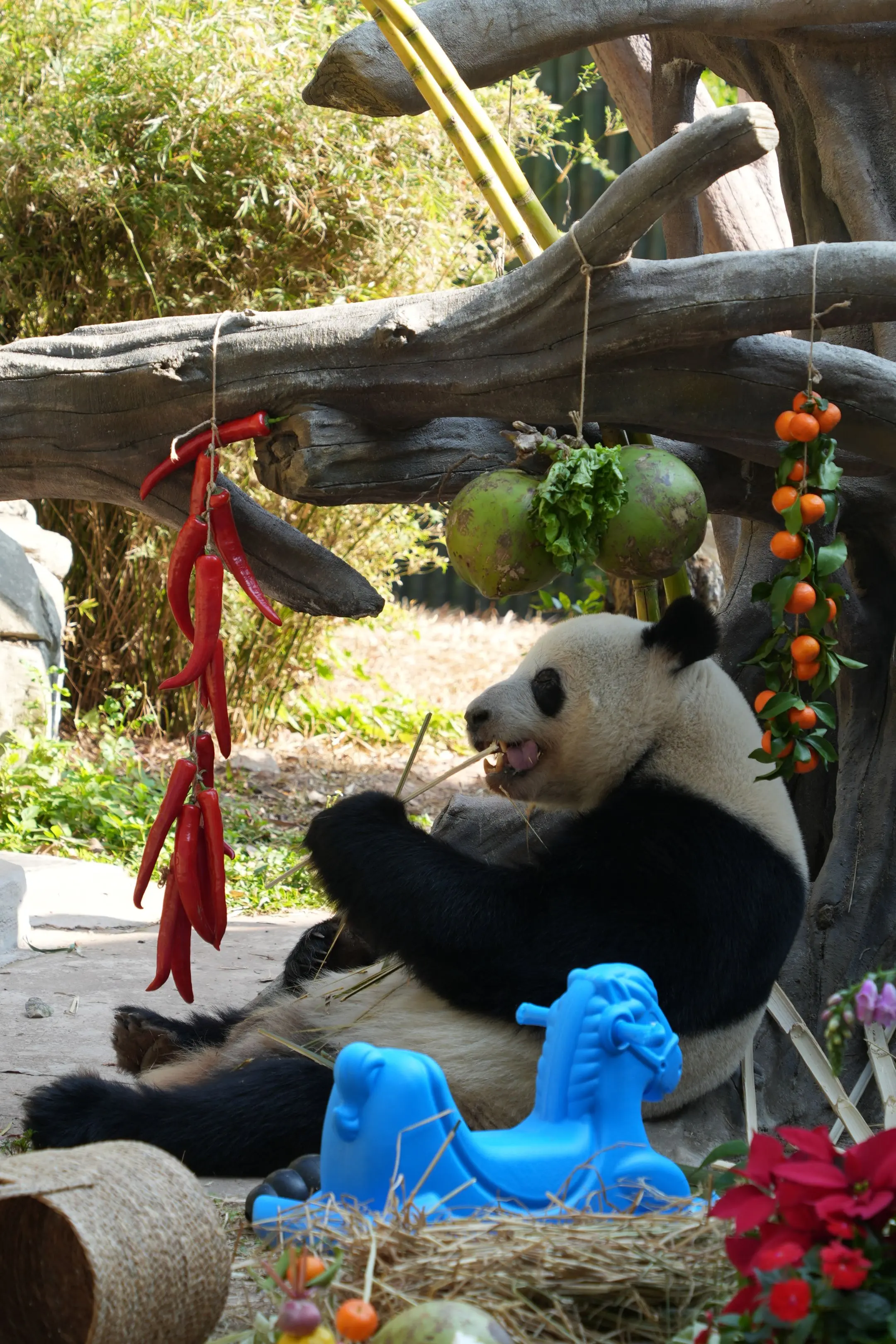 星一:见到我头顶两粒牛肉丸未？唔系，系椰子，知道寓意乜嘢未？