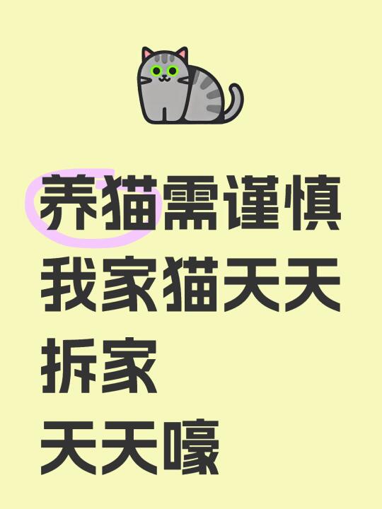 养猫需谨慎 我家猫天天拆家 天天嚎