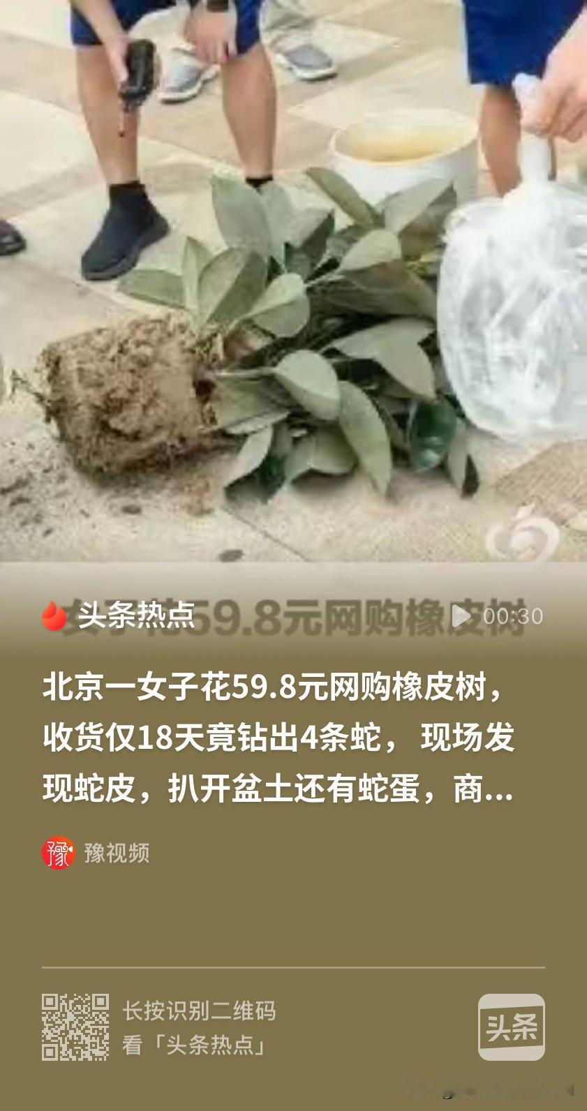 再也不敢网购绿植了！北京，48岁女子开了家盲人按摩店。为了装饰店铺，女子花了59
