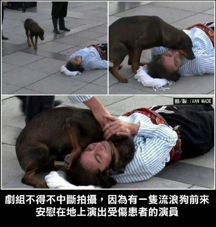剧组不得不中断拍摄，因为有一只流浪狗前来安慰在地上演出受伤患者的演员 