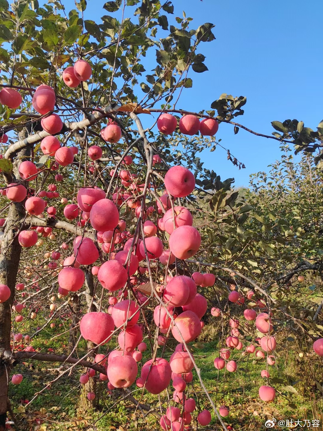 前段时间，曾经去邢台内丘的李保国教育基地做过一次培训，在山坡上看到很多苹果树，李