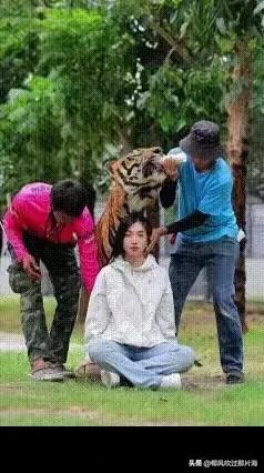 就为拍张伴虎照，竟然敢与虎谋皮，犯得着这么玩命吗？老虎要是一翻脸，那后果想都不敢