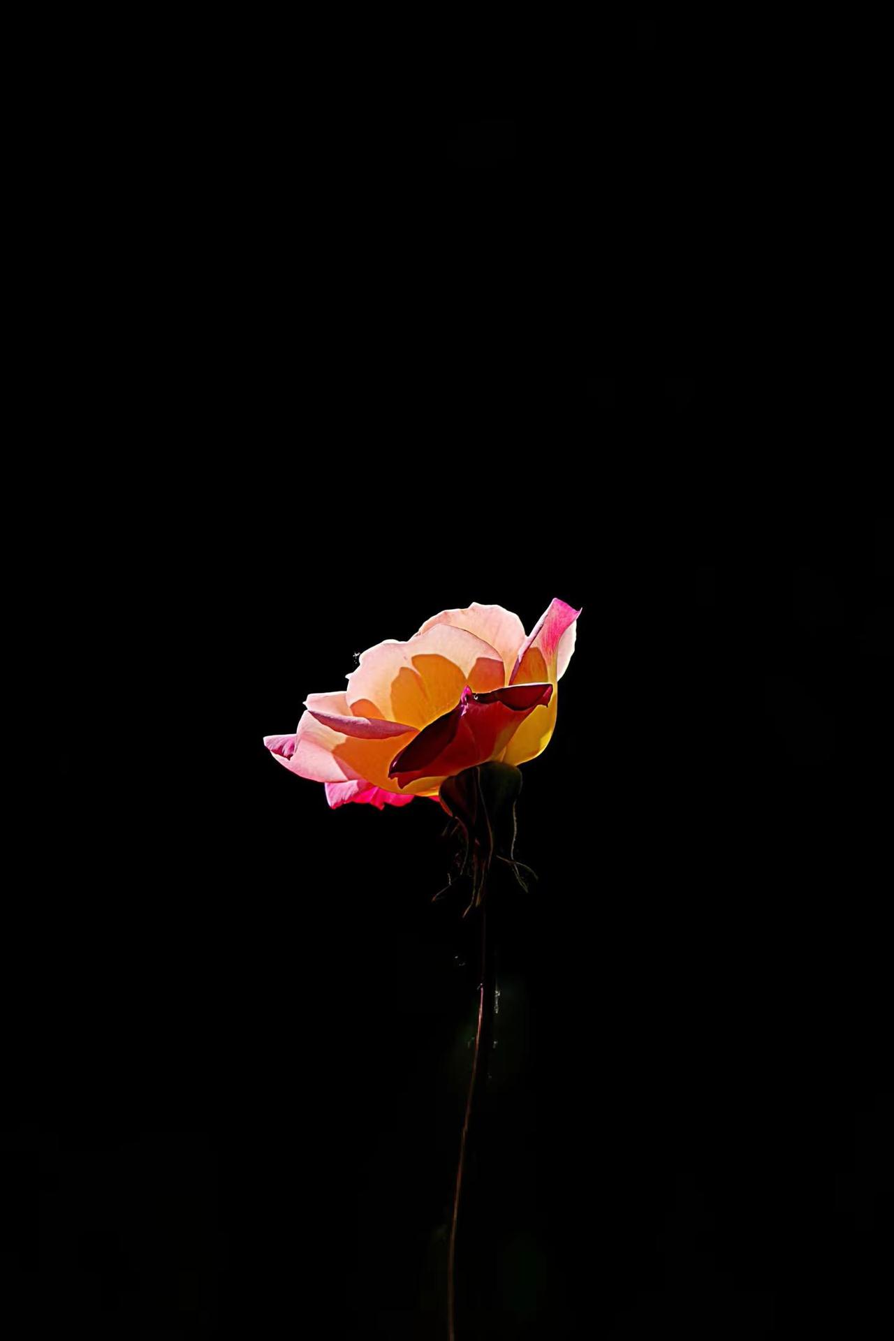 光影与花儿。拍花艺术