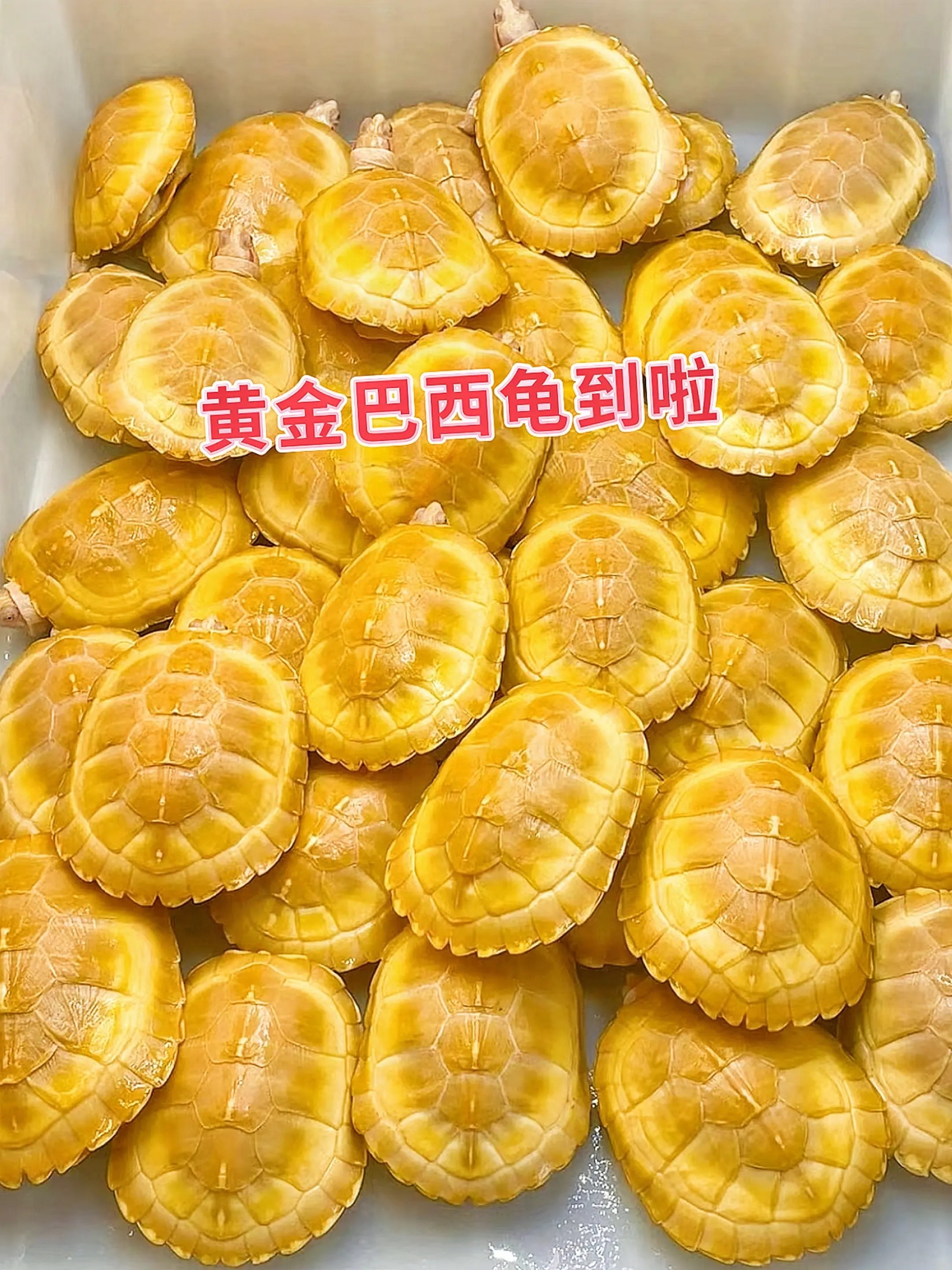 担心养不好宠物？黄金巴西龟让你打消顾虑。它不挑水质，适应能力超强，无需...