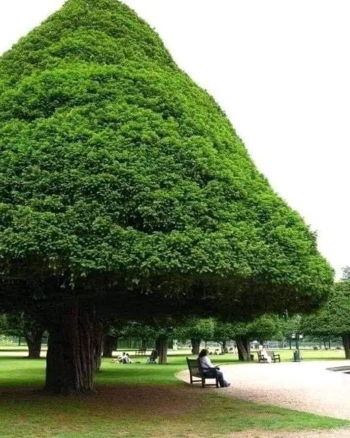 看图猜树：这是什么树？

首先声明，这不是AI做的图。

有什么品种的树，能做成