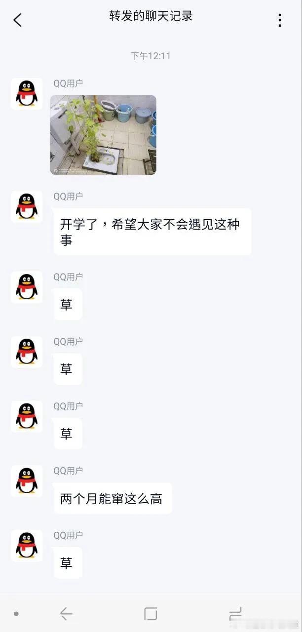 [皱眉]厕有枇杷树，吾离校之年所植也，今已亭亭如盖矣！
