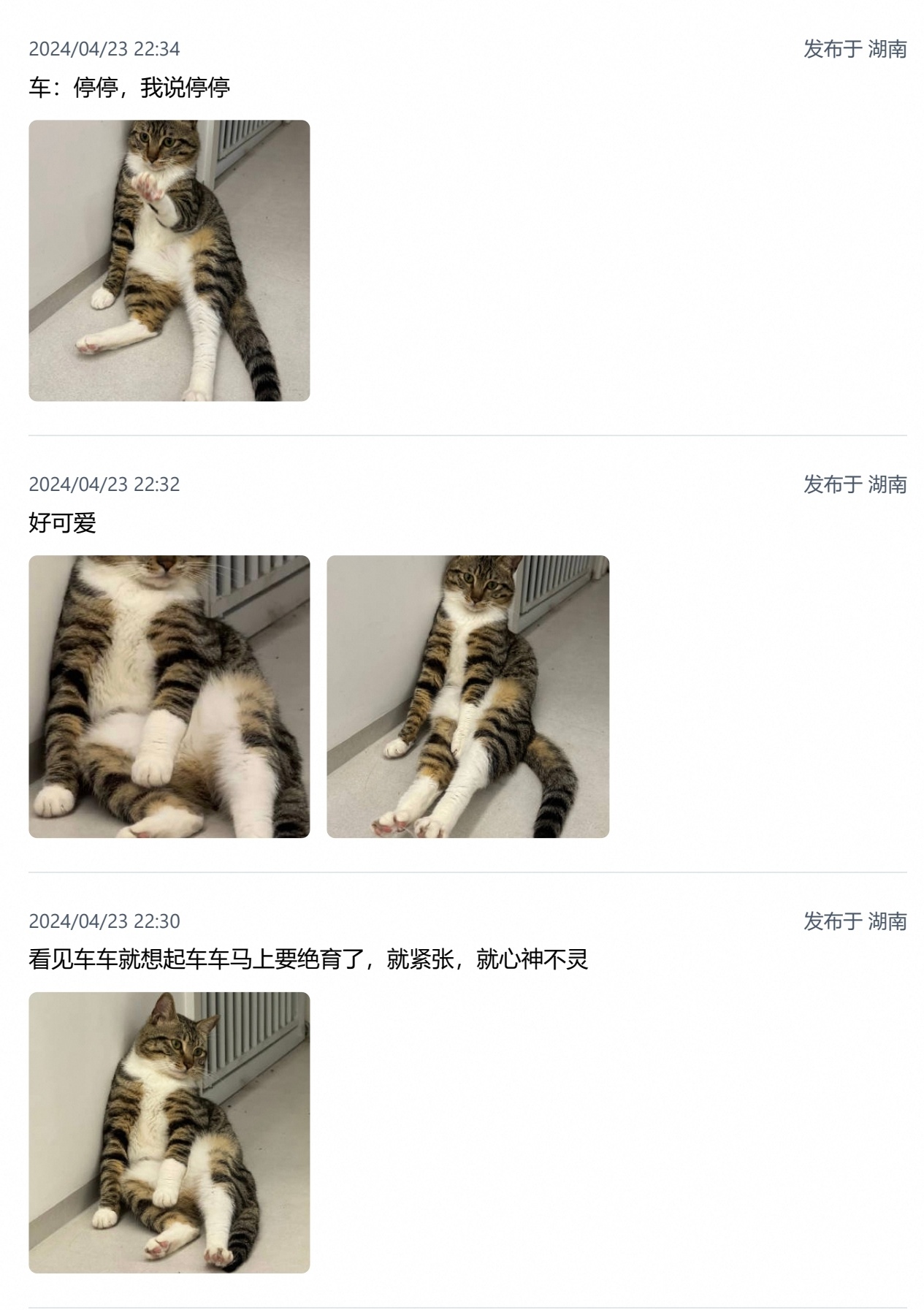 小猫巴士 车车绝育往事① 
