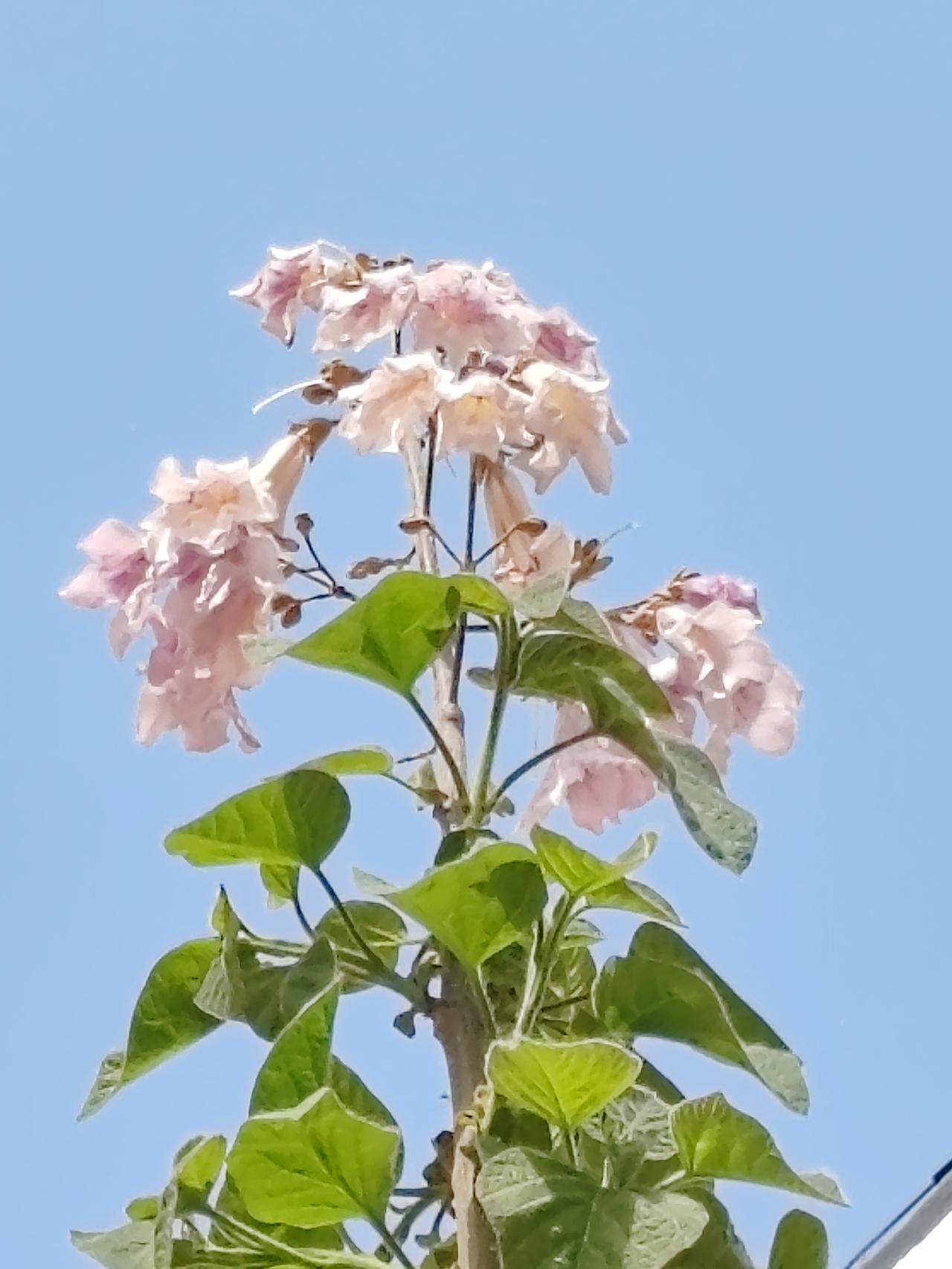 上联：绿叶重重美，请下联春花朵朵娇