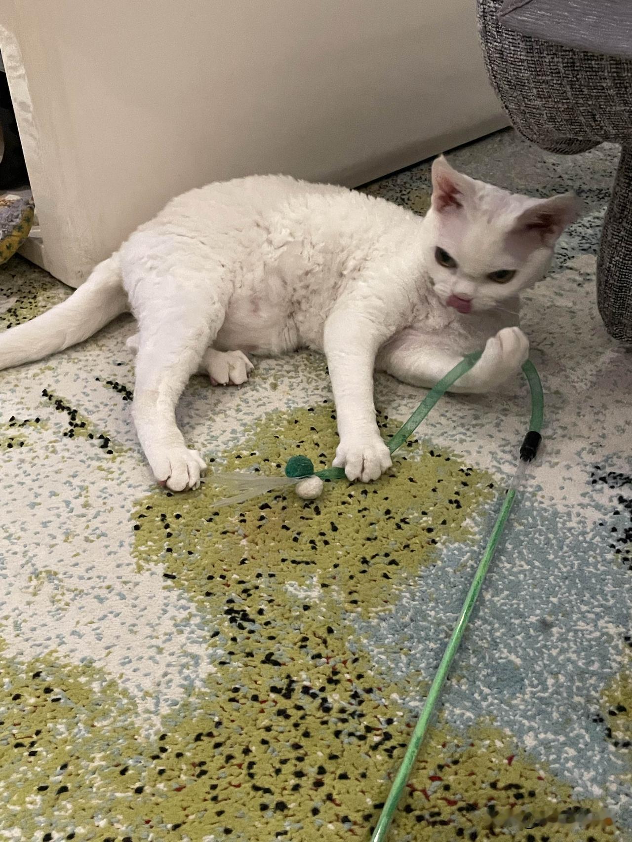 我家小猫咪自娱自乐的样子，舌头都卷起来了，是不是挺可爱。