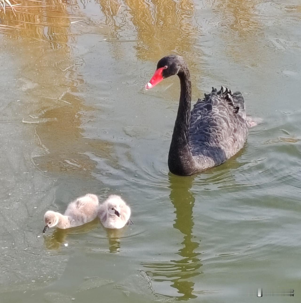 昨天，天气比较暖和，去陵水湖散散步，看到了天鹅妈妈又孵出了两只小天鹅，小天鹅宝宝