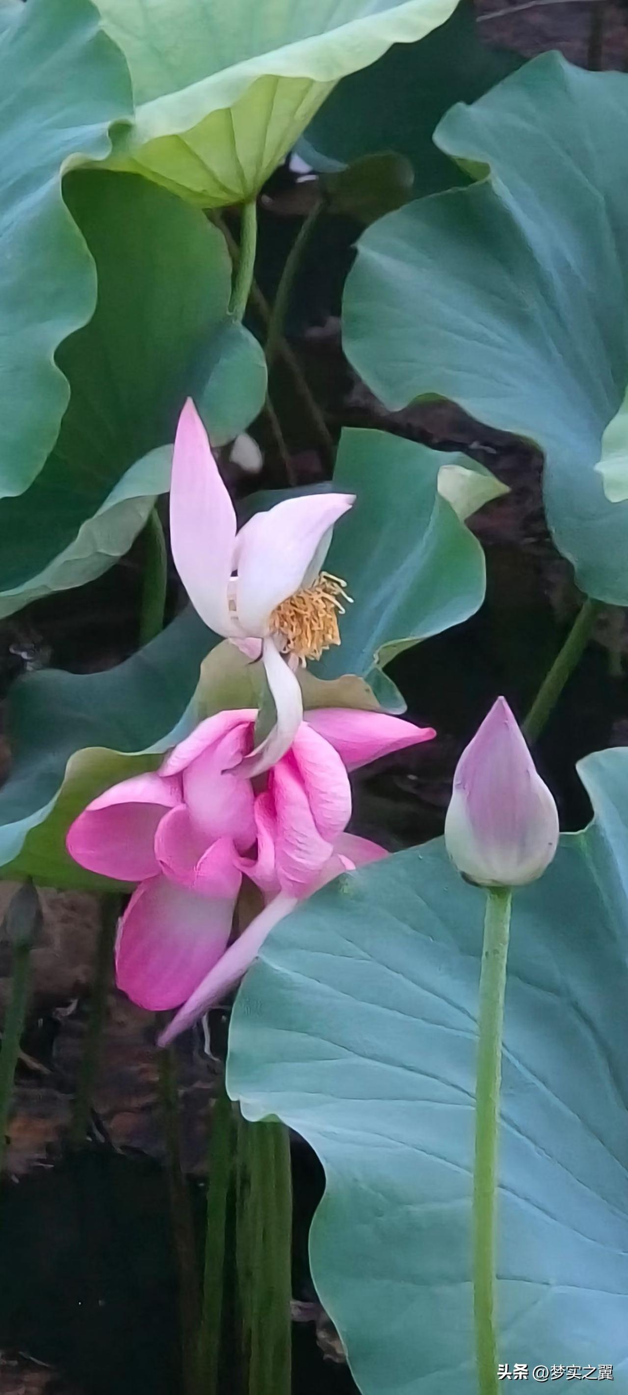 夏日荷花池随手拍映日荷花别样红。