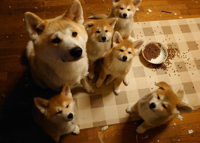 调皮捣蛋后被训的一家子！