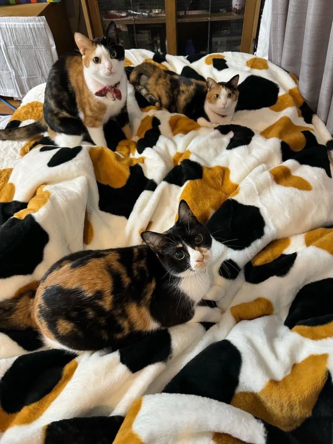 迷彩小猫！(◍•ᴗ•◍) 