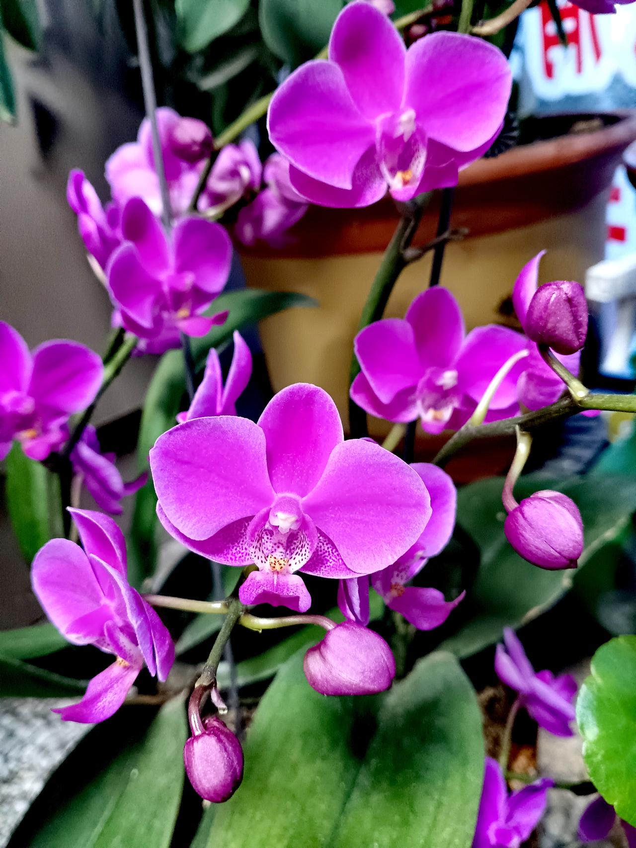 紫蝶翩跹舞春风，幽兰吐蕊醉人心。一簇繁花藏柔情，静待君来共赏春。