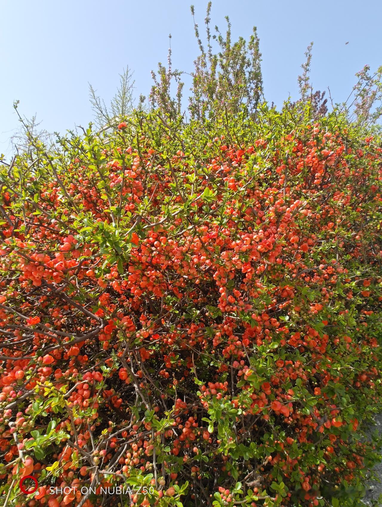 上联：醉听鱼鸟磨荷叶，求下联下联：静观蜂蝶恋红花。