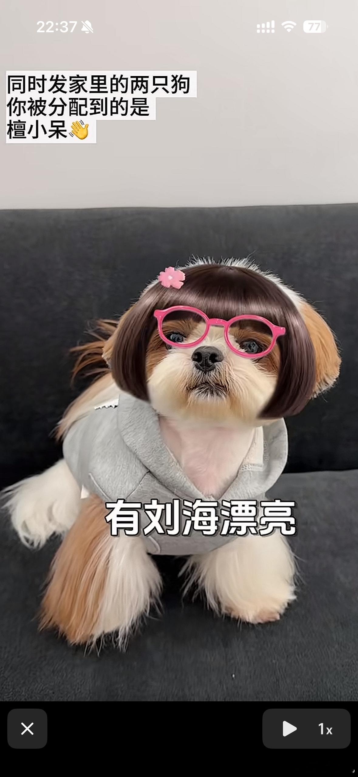 檀小呆 