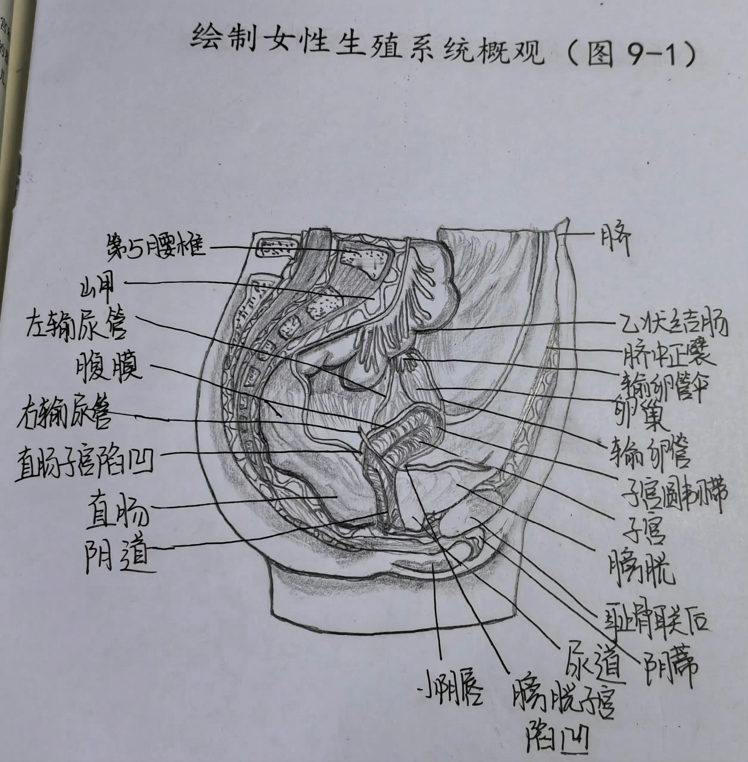 男性，女性生殖系统！！ 