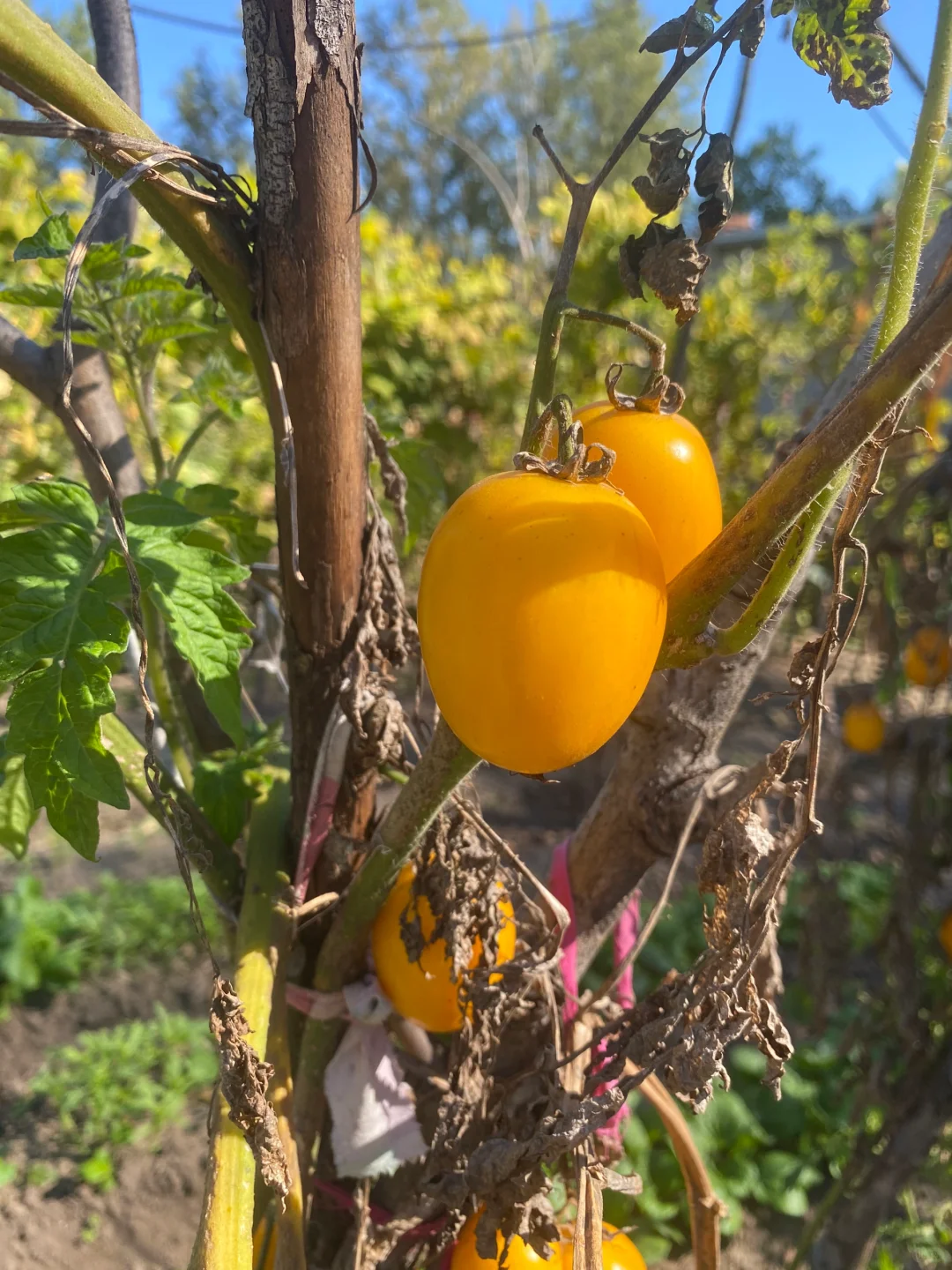 在东北东北都叫柿子