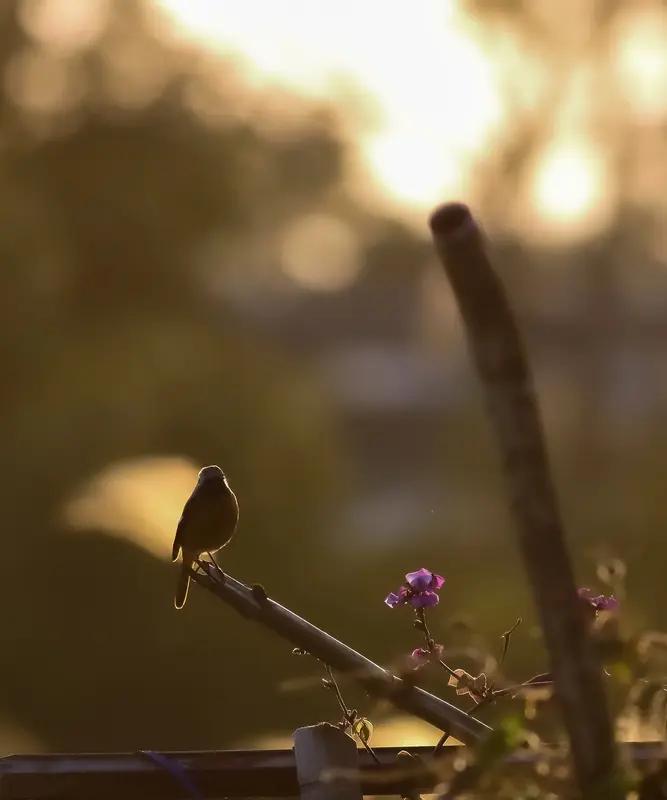 幸福这玩意儿，还真不是银行卡里那串巨额数字，也不是人前的风光无限。它是清晨被鸟鸣