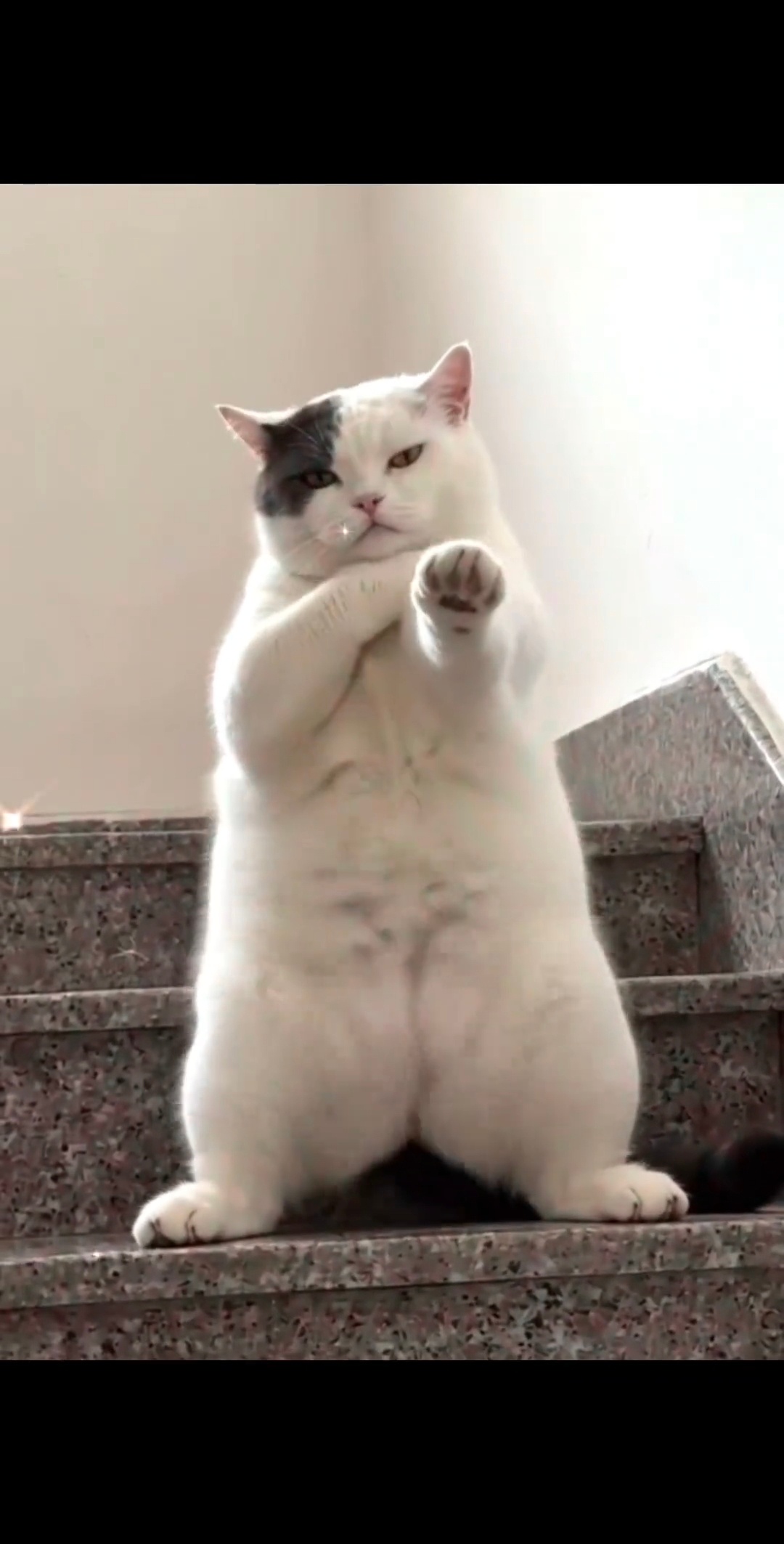 现在ai真厉害啊，感觉这猫真会跳舞
