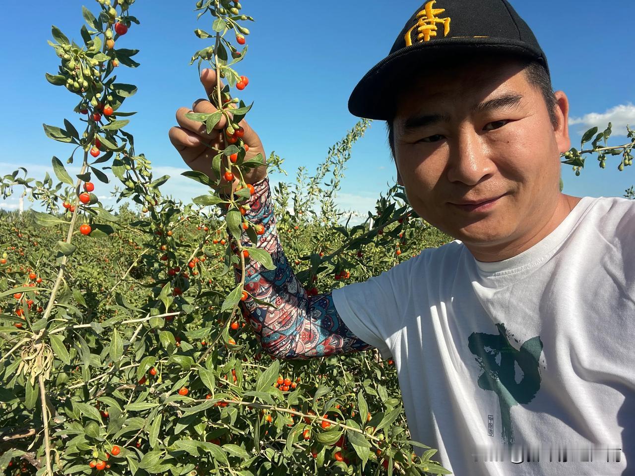 一年一茬的新疆精河枸杞头茬果来啦，今天开始采摘，阳光下自然晾晒一周，我们把小果子