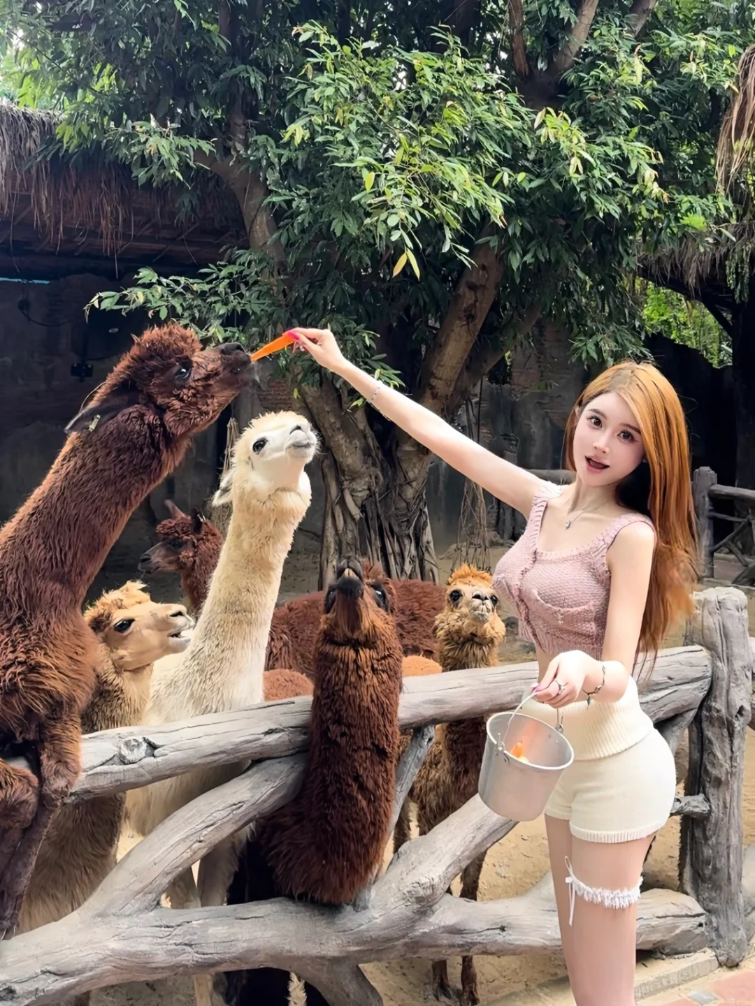 差点喂狮子🦁