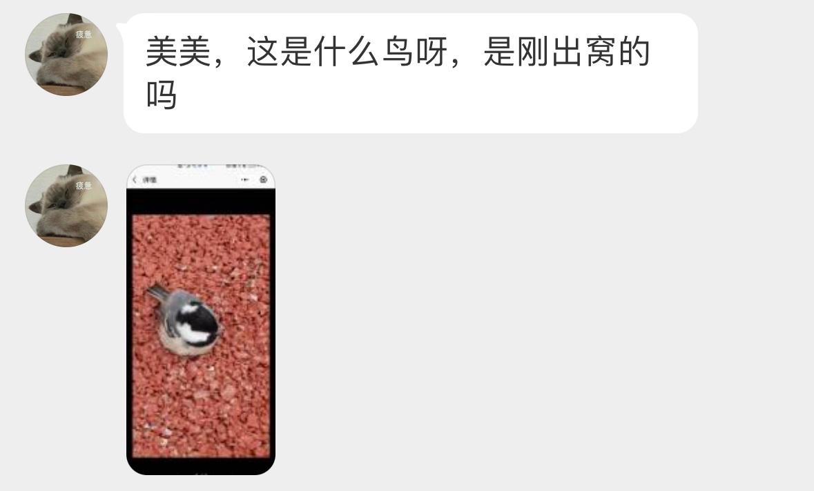 操场上发现一只煤山雀一坨在地上好可爱 ​​​