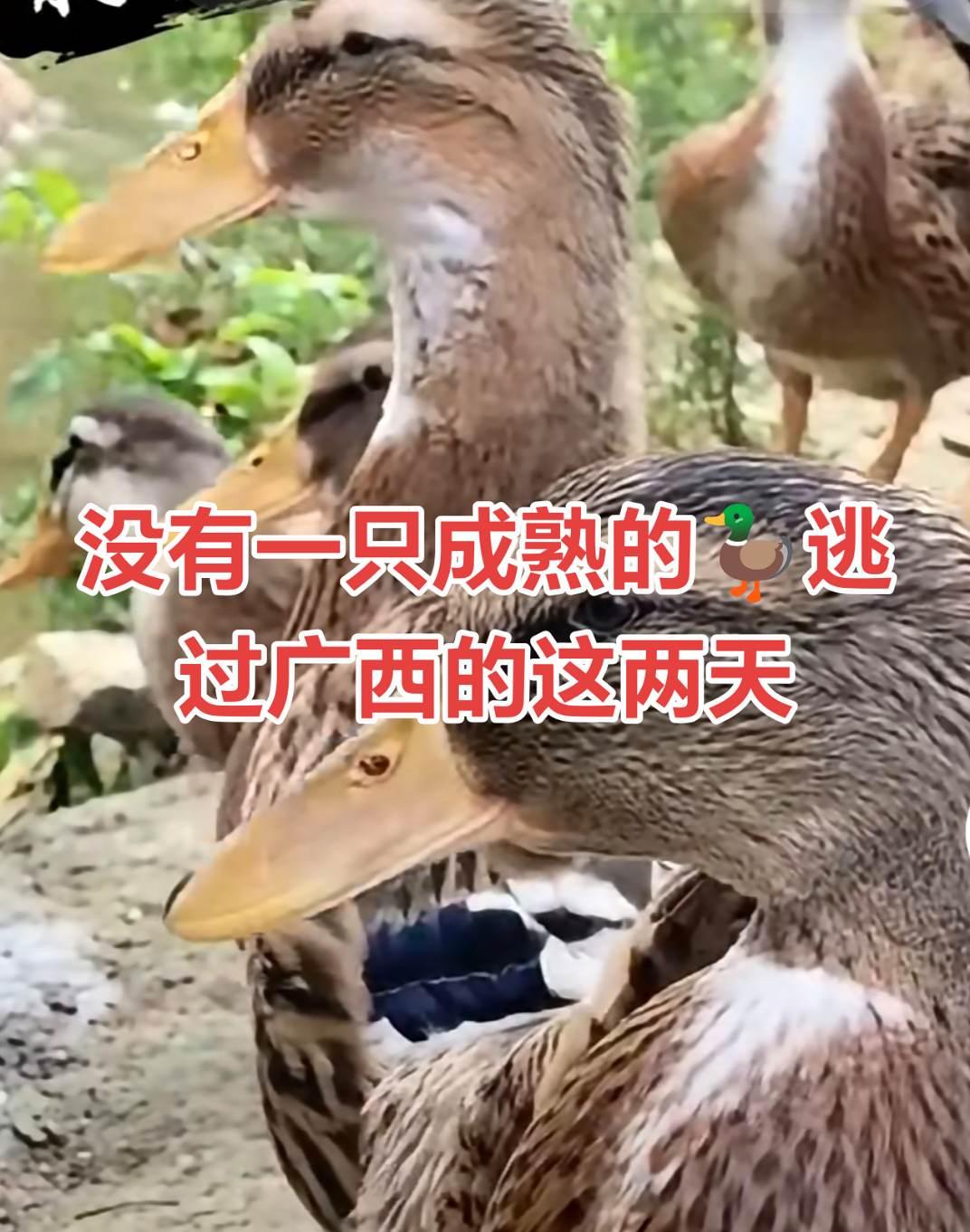 没有一只成熟的🦆逃过广西的这两天广西七月十三广西七月十四吃鸭 抖音美食创作人