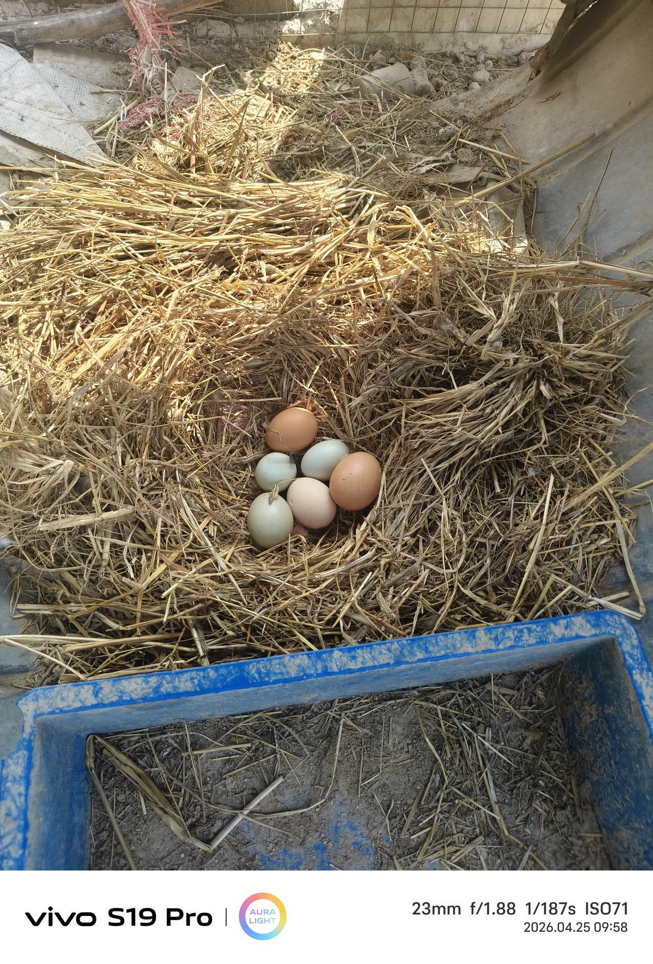 养鸡人的快乐，实则就是捡鸡蛋的快乐……我养鸡已有八九年了。自四十多岁开始养鸡，便