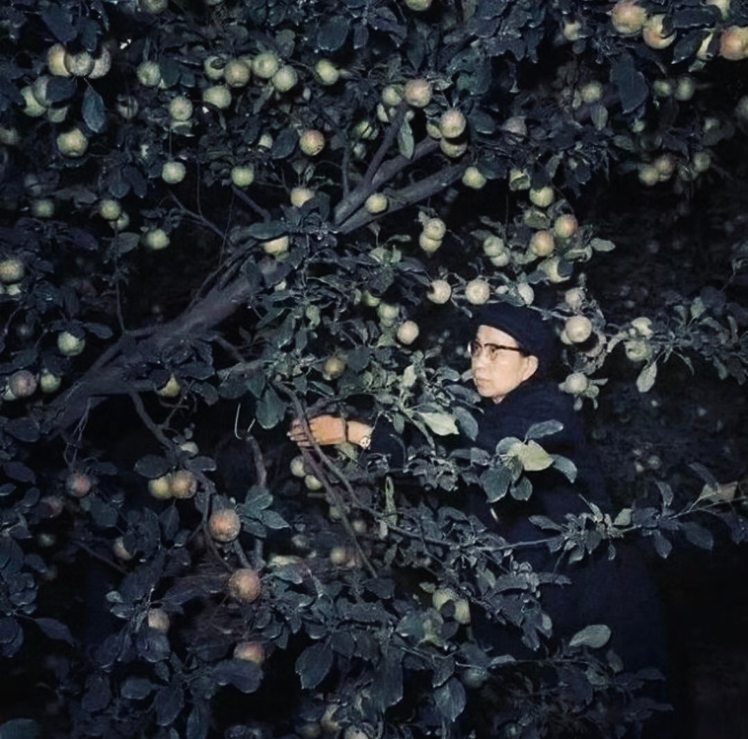 四十八年前的今天，她摘下一颗苹果，四小时后消失在历史舞台。最后的苹果，也是最后的