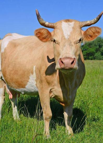 阿根廷为啥非得跑一万多公里，把牛肉便宜卖到中国？因为他们的牛肉，在阿根廷附近区域