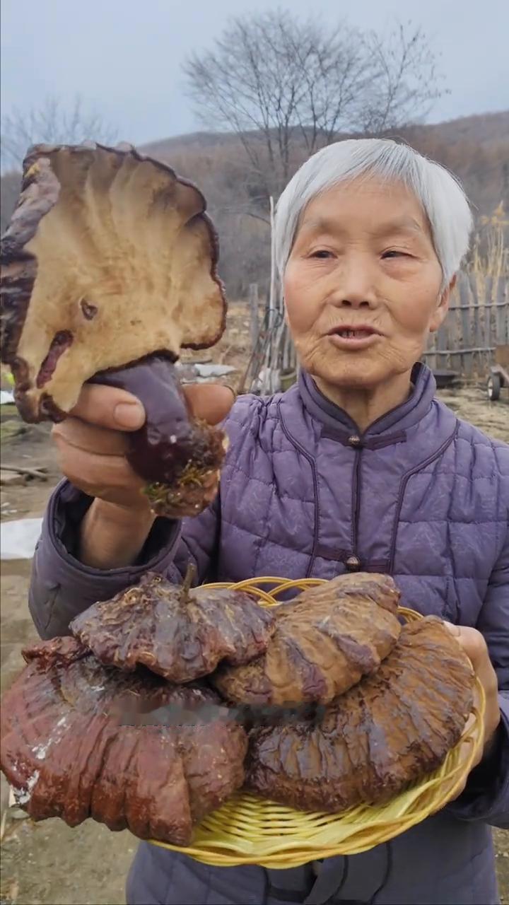 黑龙江原始大森林，白松上生长纯野生的松杉灵芝。
我家是小兴安岭的主脉原始大森林，