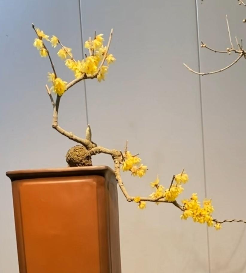 金银纤细香如故，丝丝缕缕细描摹。不信东风难回顾，桃红柳绿应不输。