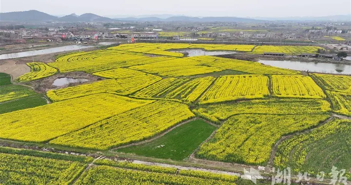 2025年湖北十大“最美油菜花海”在这里！