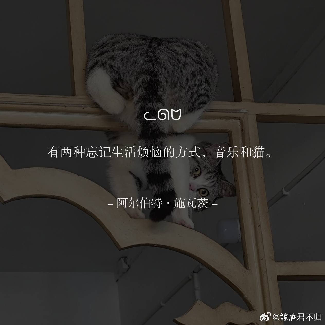读物  📖ᓚᘏᗢ有两种忘记生活烦恼的方式，音乐和猫。/ 阿尔伯特·施瓦茨 