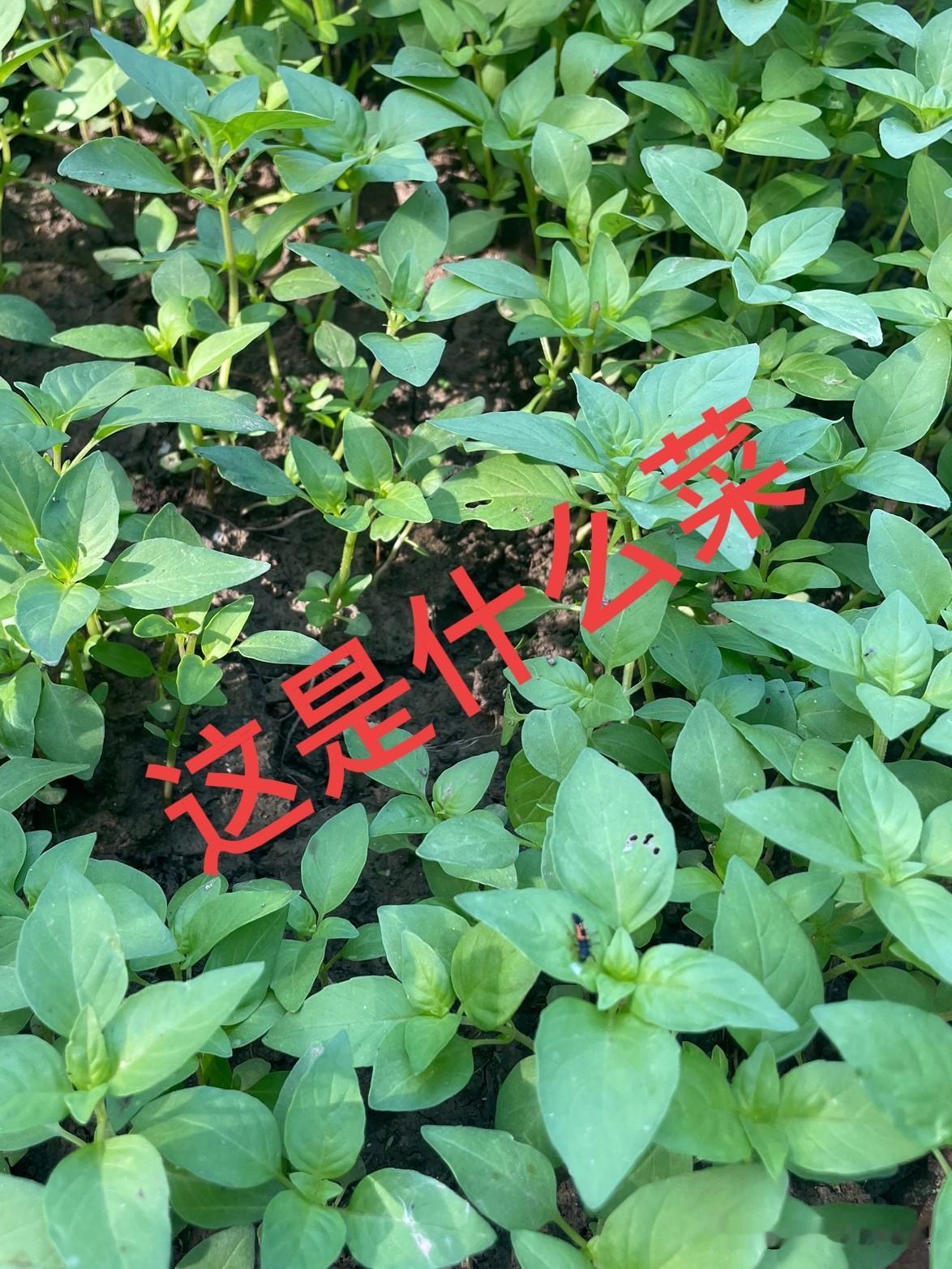 农村生活的好处就是吃菜自由，如果是下面条，随手摘几个菜叶子就够了。

图一图二我