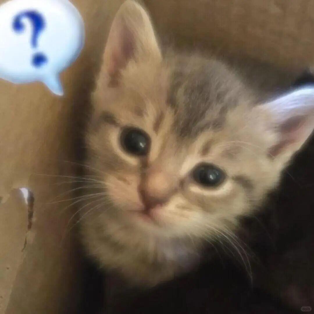小猫头像 🐈 萌咪集合 🥰 