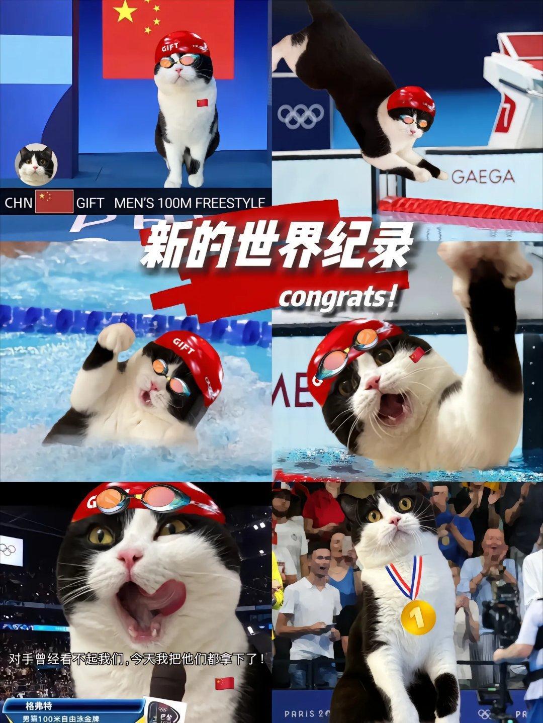 喜报：奶牛猫出征巴黎，破世界纪录夺冠🏆！2岁奶牛猫震撼巴黎，泳池夺冠，为国争光