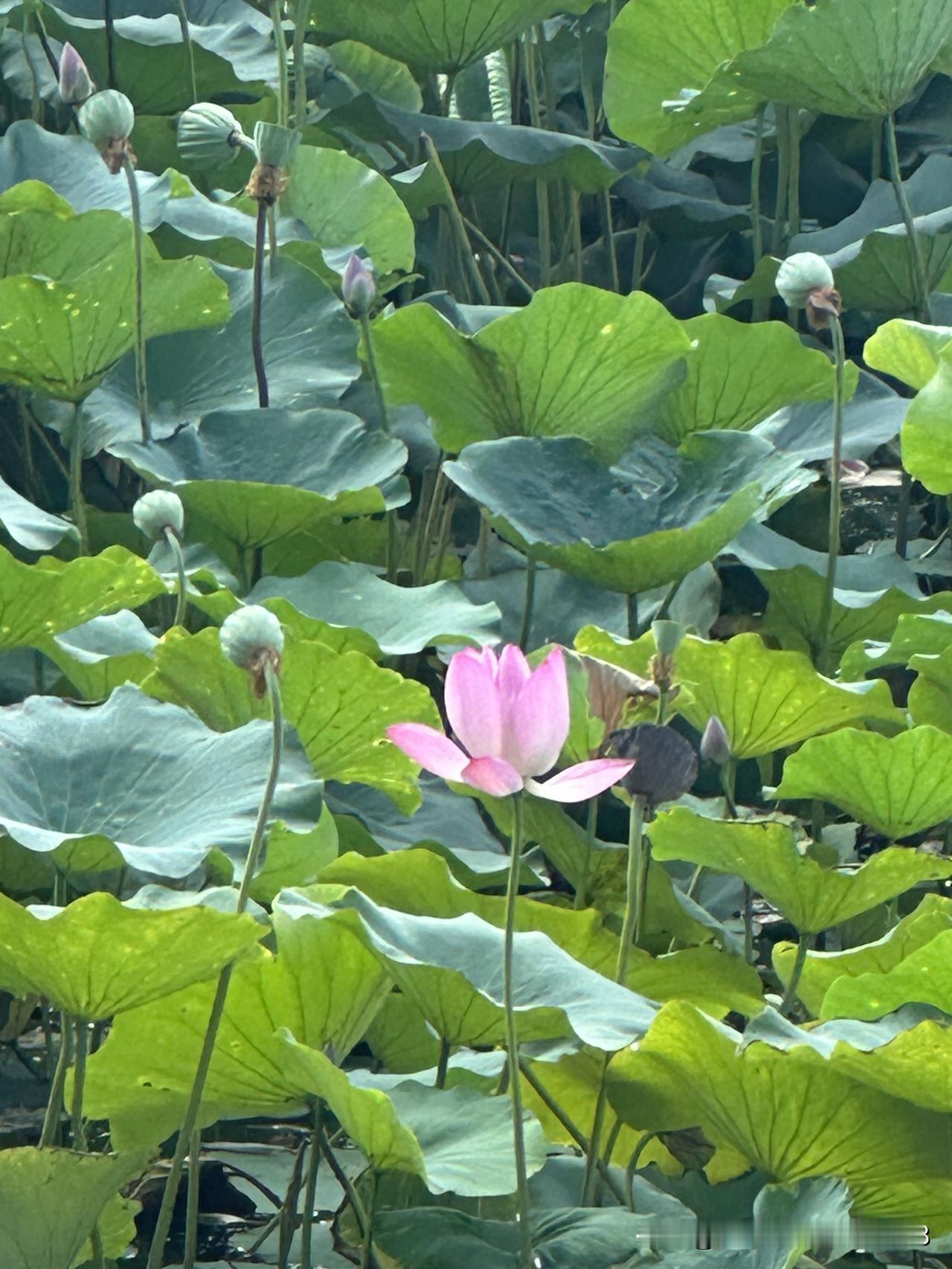 每天来晒图
来头条转转
为平淡的生活
添点色彩