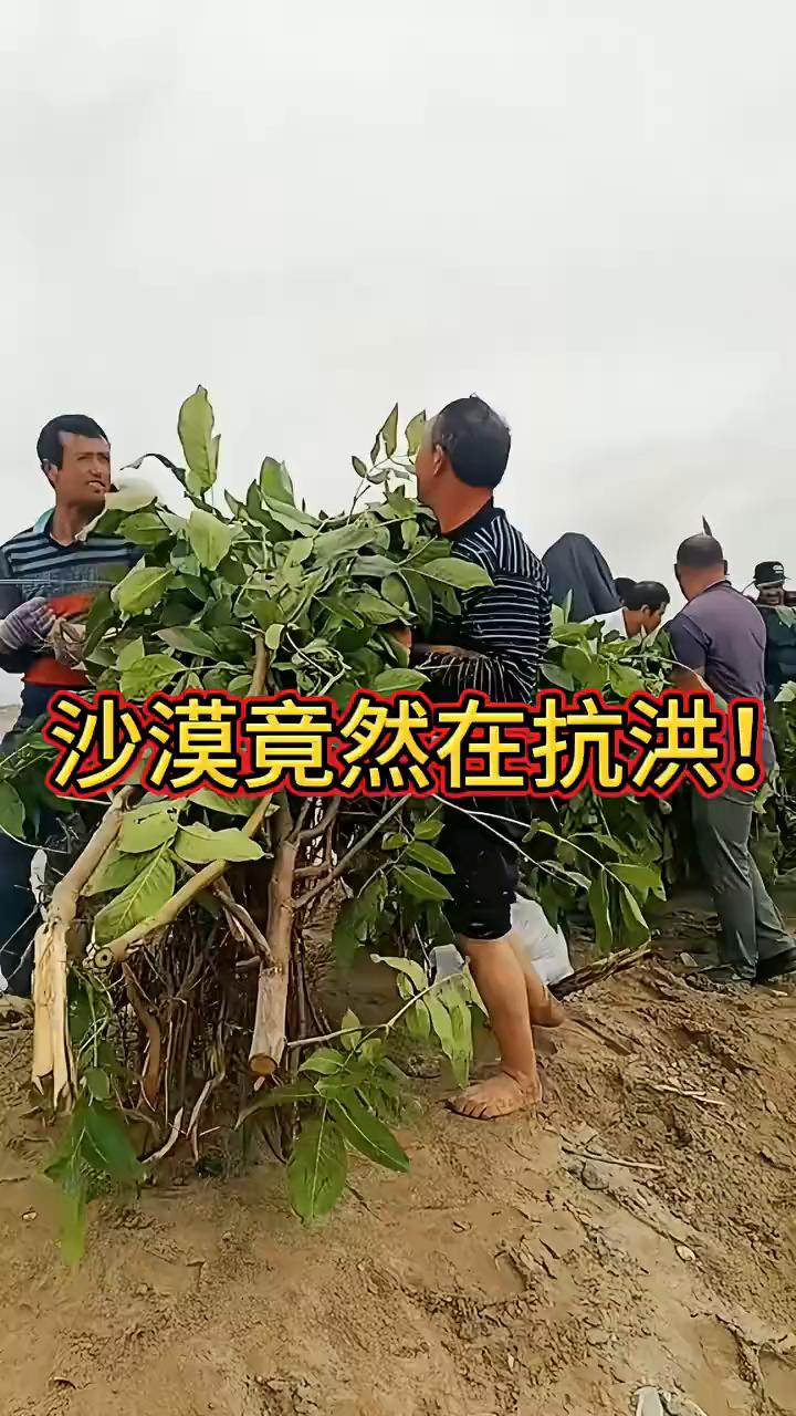 浪花淘。
