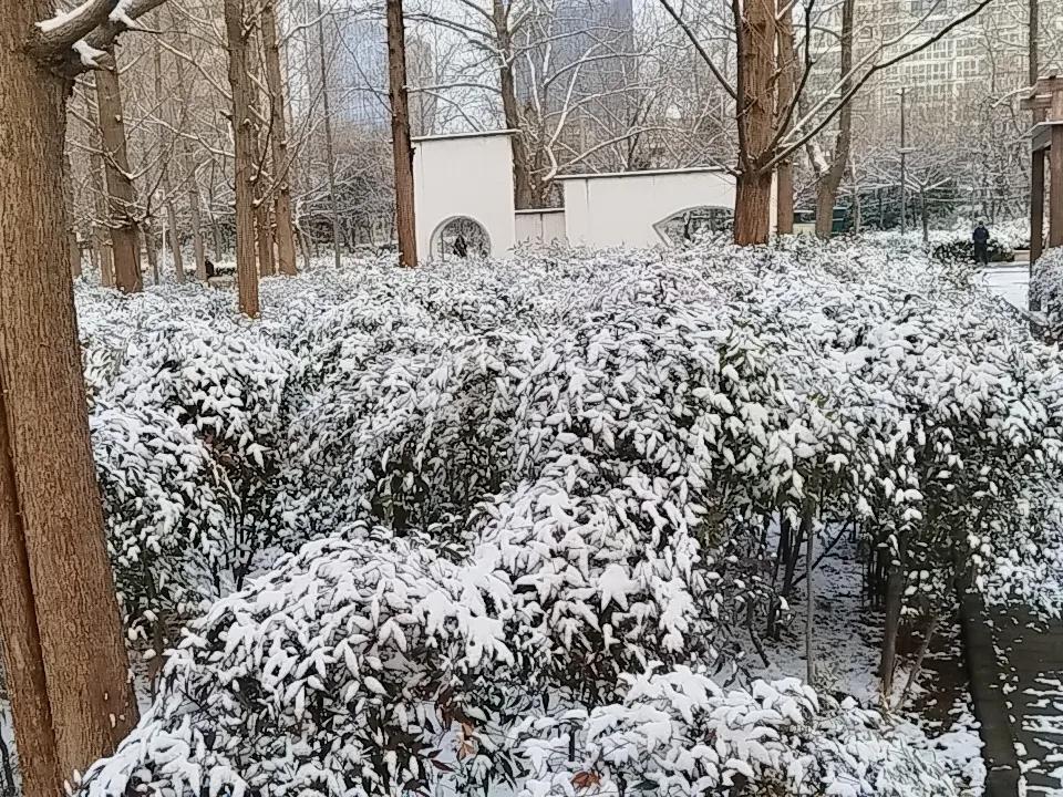 雪雪