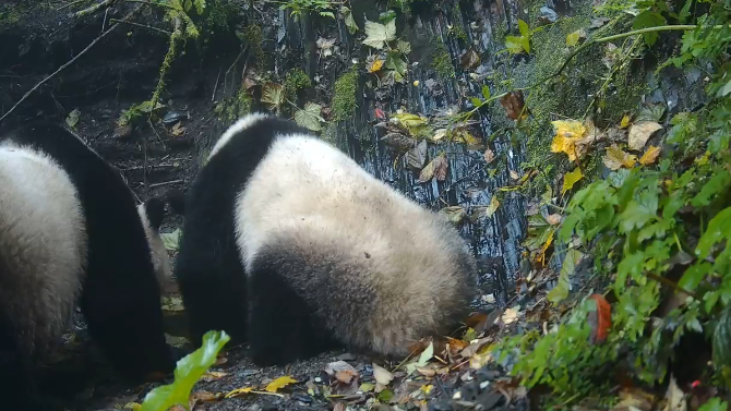#野生大熊猫母子同框被拍#【时隔十年，绵阳安州再次拍到大熊猫母子同框画面，还有红
