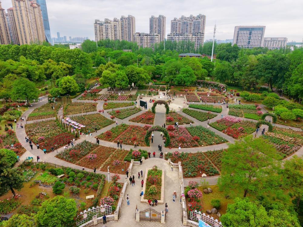 【和平公园月季节 万株月季已盛开】武汉和平公园第十八届月季节今天4月24日开幕，