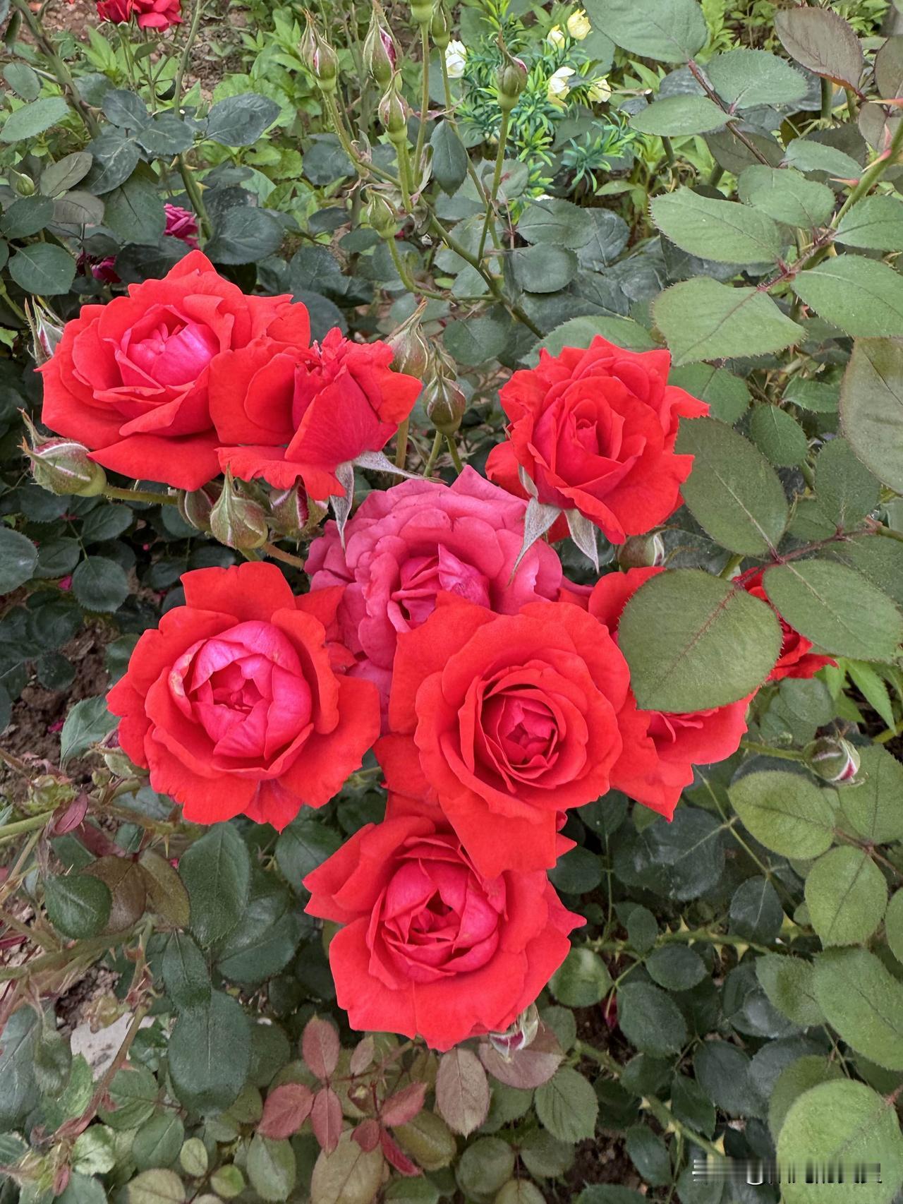 下联：花开满园香万家。