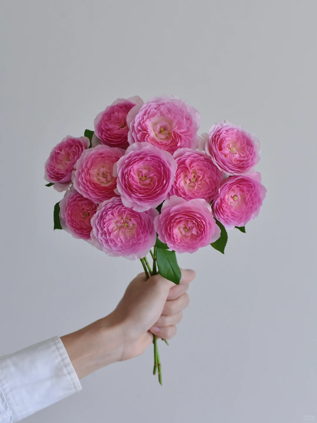 简艺玫瑰园·纨扇