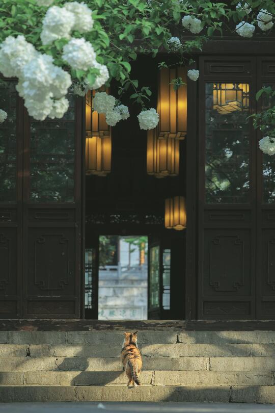南京绣球顶流回归