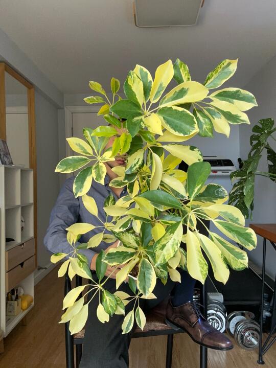 花叶鹅掌柴（锦叶鸭脚木）