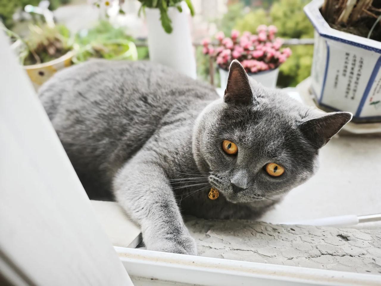 我家的猫把我当妈妈。