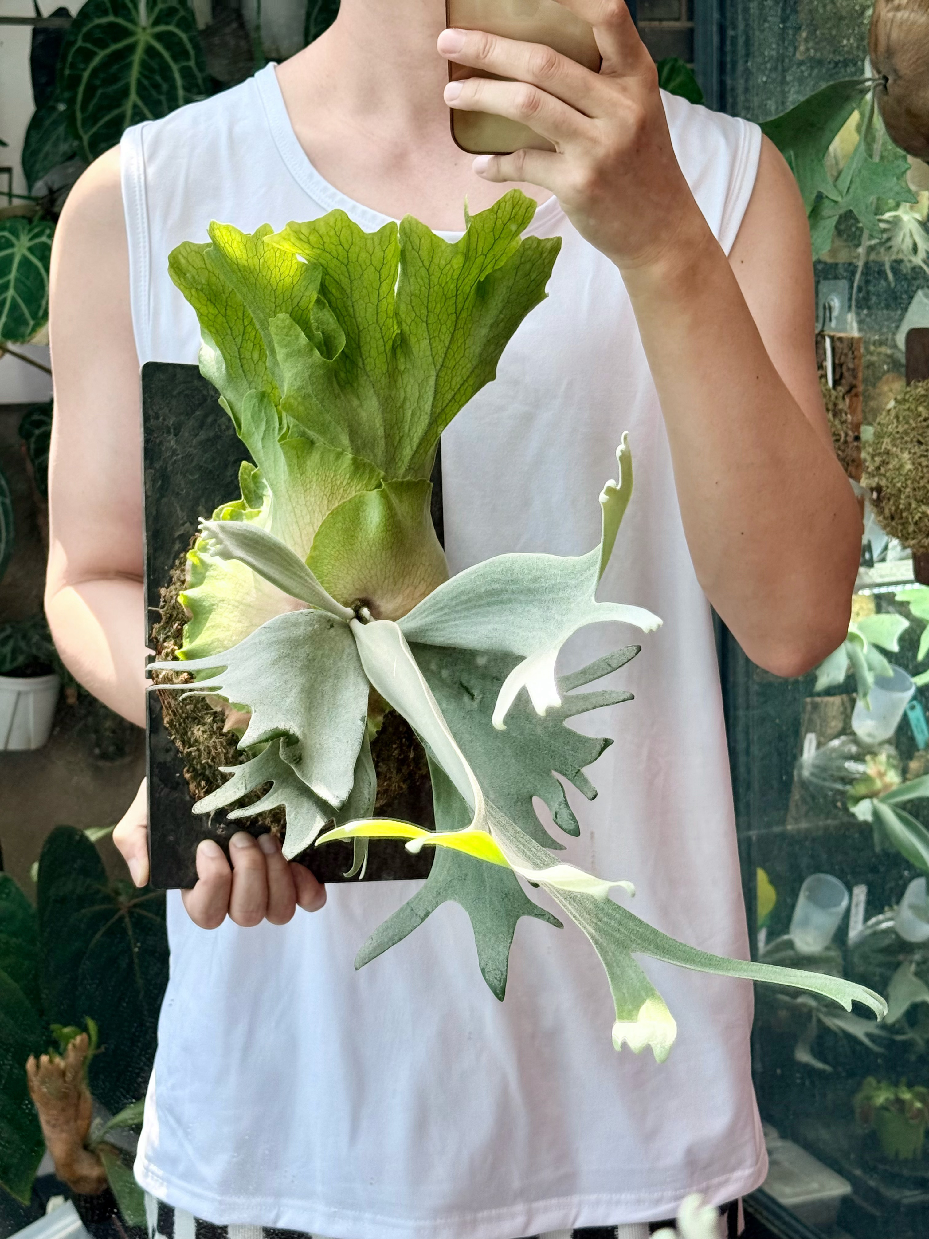一棵珍珠皇后鹿角蕨 八个月的蜕变  ​​​