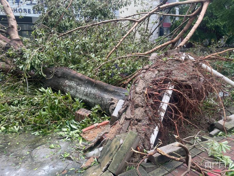 现场直击！台风强势登陆，狂风暴雨掀翻大树，多地紧急抢险
 
台风携强风暴雨强势来